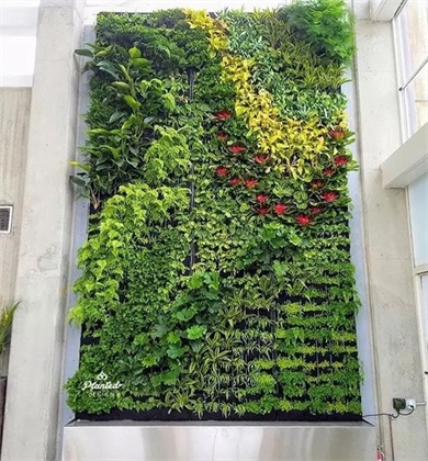 海嘉国际学校植物墙